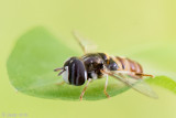Syrphidae - Geelbandkrieltje - Paragus quadrifasciatus