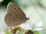 Ringlet - Koevinkje - Aphantopus hyperantus