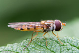 Marmalade Hoverfly - Pyamazweefvlieg - Episyrphus balteatus