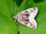 Marbled White Spot - Donkere marmeruil - Deltote pygarga