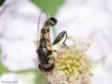 Thick-legged Hoverfly - Menuetzweefvlieg - Syritta pipiens