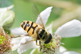 Syrphidae - Doodskopzweefvlieg - Myathropa florea