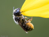 Megachilidae - Gedoornde Slakkenhuisbij - Osmia spinulosa