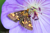Mint Moth - Muntvlindertje - Pyrausta aurata