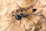Red-banded Sand Wasp - Grote Rupsendoder - Ammophila sabulosa