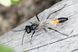 Red-banded Sand Wasp - Grote Rupsendoder - Ammophila sabulosa