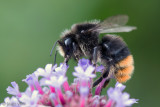 Red-tailed Bumblebee - Steenhommel - Bombus lapidarius
