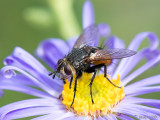 Tachinidae - Sluipvlieg - Peleteria rubescens