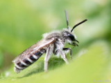 Andrenidae - Zilveren Zandbij - Andrena argentata