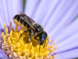 Megachilidae - Gedoornde Slakkenhuisbij - Osmia spinulosa