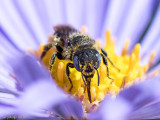 Megachilidae - Gedoornde Slakkenhuisbij - Osmia spinulosa