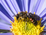 Common Furrow-bee - Gewone Geurgroefbij - Lasioglossum calceatum