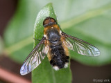 Bombyliidae - Duinvilla - Villa modesta