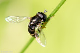 Syrphidae - Gewoon Krieltje - Paragus haemorrhous