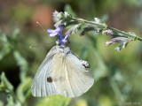 Large White - Groot Koolwitje - Pieris brassicae