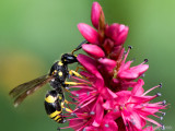 Potter wasp - Muurwesp - Ancistrocerus spec