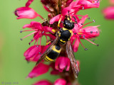 Potter wasp - Muurwesp - Ancistrocerus spec