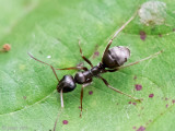Black-colored Ant - Grauwzwarte Renmier - Formica fuscak