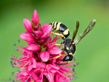Potter wasp - Muurwesp - Ancistrocerus spec