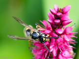 Common Wasp - Gewone Wesp - Vespula vulgaris