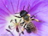 Gwynnes Mining Bee - Tweekleurige Zandbij - Andrena bicolor