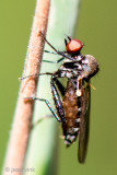 Hybotidae - Gewone Grashalmdansvlieg - Hybos culiciformiso