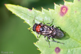 Alder Sawfly - Bladwesp - Eriocampa ovata
