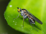 Dolichopodidae - Slankpootvlieg - Hercostomus nigriplantis 