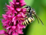 Common Wasp - Gewone Wesp - Vespula vulgaris