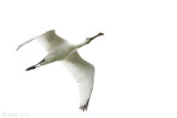 Spoonbill - Lepelaar - Platalea leucorodia