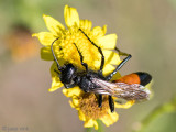 Red-banded Sand Wasp - Grote Rupsendoder - Ammophila sabulosa