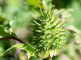 Thornapple - Doornappel - Datura stramonium