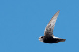 Little Swift - Huisgierzwaluw - Apus affinis