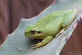Mediterranean Tree Frog - Mediterrane Boomkikker - Hyla meridionalis