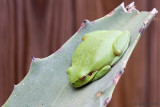 Mediterranean Tree Frog - Mediterrane Boomkikker - Hyla meridionalis