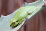 Mediterranean Tree Frog - Mediterrane Boomkikker - Hyla meridionalis