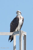 Osprey - Visarend - Pandion haliaetus