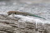 Andalusian Wall Lizzard - Moorse Muurhagedis - Podarcis vaucheri