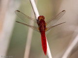 Scarlet Dragonfly - Vuurlibel - Crocothemis erythraea