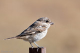 Woodchat Shrike - Roodkopklauwier - Lanius senator