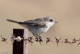 Woodchat Shrike - Roodkopklauwier - Lanius senator