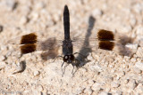 Banded Groundling - Noordelijke Bandgrondlibel - Brachythemis impartita