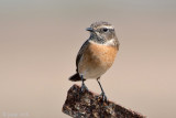 Eurasian Stonechat - Roodborsttapuit - Saxicola rubicola