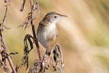 Zitting Cisticola - Graszanger - Cisticola juncidis
