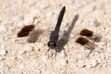 Banded Groundling - Noordelijke Bandgrondlibel - Brachythemis impartita