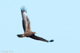 Honey Buzzard - Wespendief - Pernis apivorus