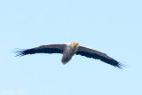 Egyptian Vulture - Aasgier - Neophron percnopterus