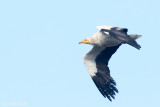 Egyptian Vulture - Aasgier - Neophron percnopterus