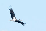 Black Stork - Zwarte Ooievaar - Ciconia nigra