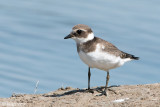 Common Ringed Plover - Bontbekplevier - Charadrius hiaticula